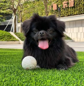 Munich the dog